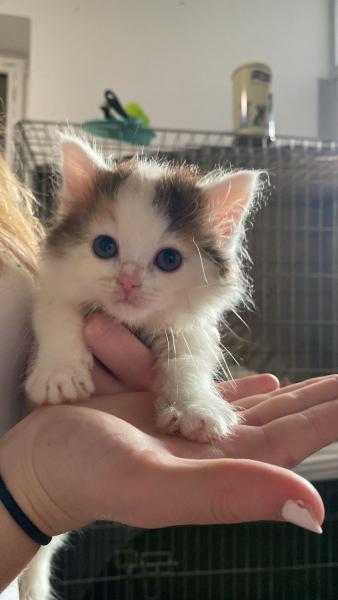 Europäische Hauskatze