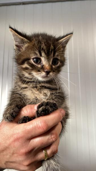 Europäische Hauskatze