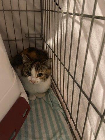 Europäische Hauskatze