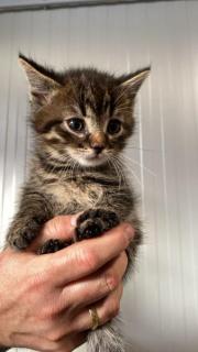 Fundtier Tier-ID 32653