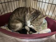 Fundtier Tier-ID 32191