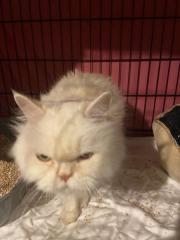 Fundtier Tier-ID 32272