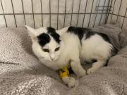 Fundtier Tier-ID 32247