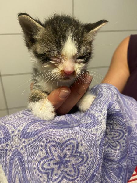 Europäische Hauskatze