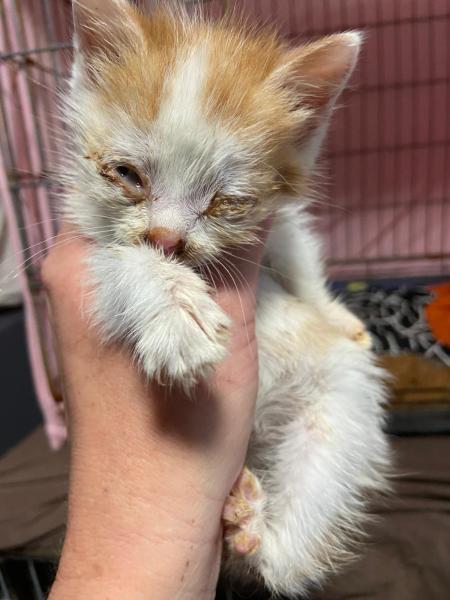 Europäische Hauskatze