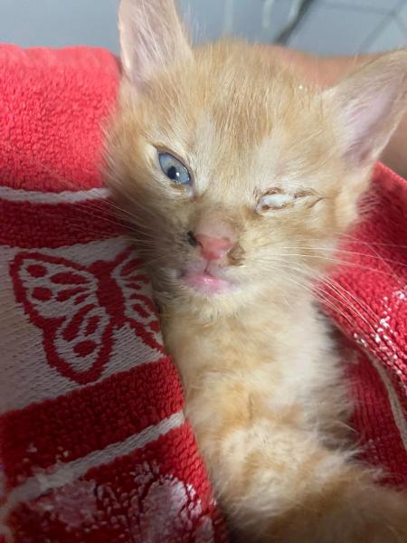 Europäische Hauskatze