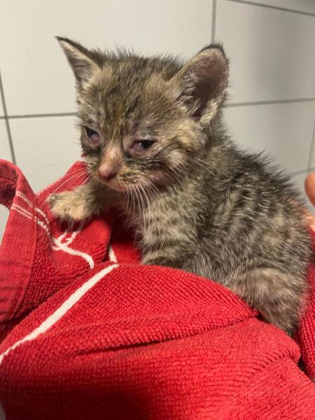 Europäische Hauskatze