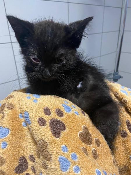 Europäische Hauskatze