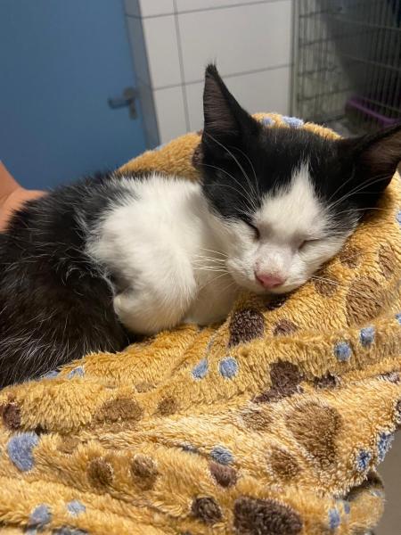 Europäische Hauskatze