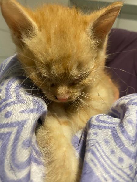 Europäische Hauskatze