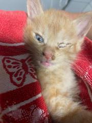 Fundtier Tier-ID 32565