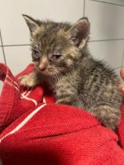 Fundtier Tier-ID 32566