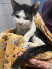 Fundtier Tier-ID 32555