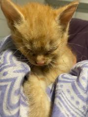 Fundtier Tier-ID 32560