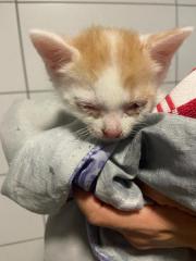 Fundtier Tier-ID 32561