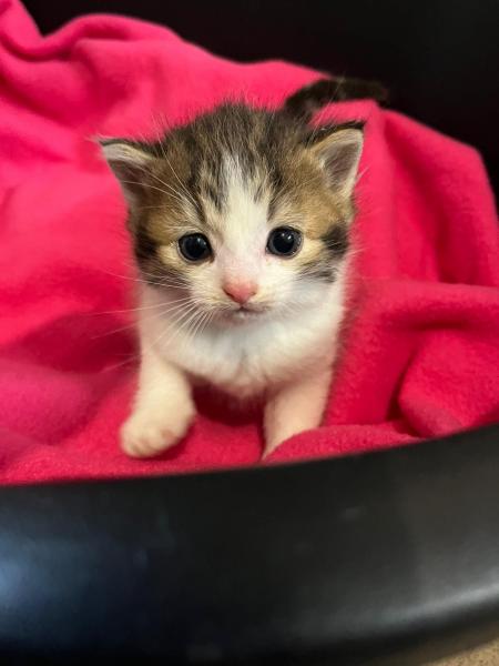 Europäische Hauskatze