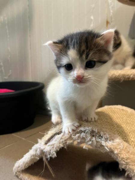 Europäische Hauskatze