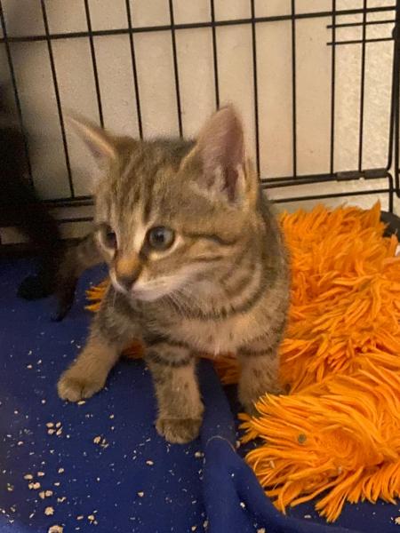 Europäische Hauskatze