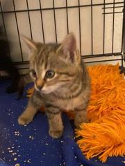 Fundtier Tier-ID 32618