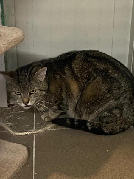 Europäische Hauskatze