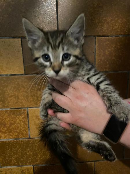 Europäische Hauskatze