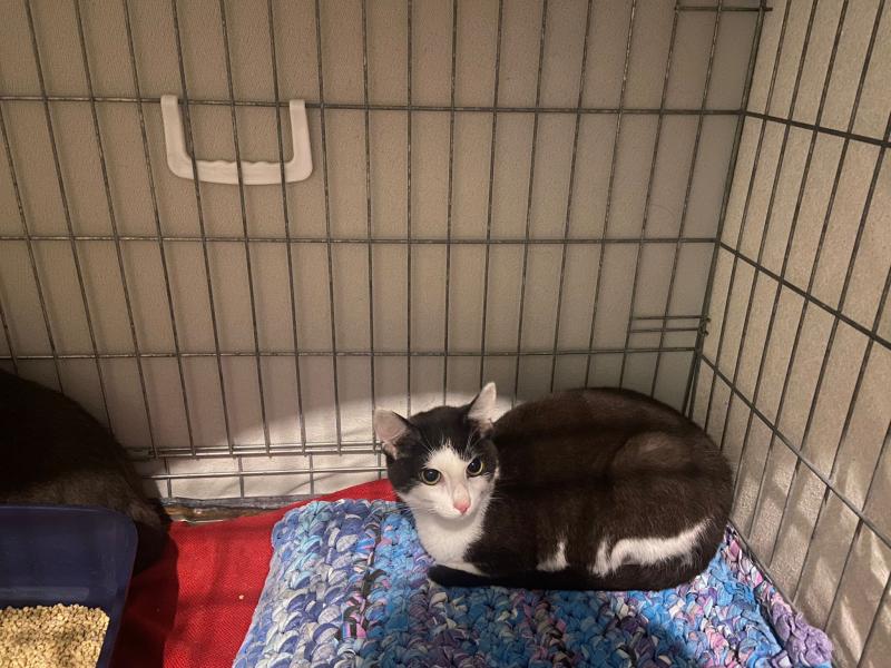 Europäische Hauskatze