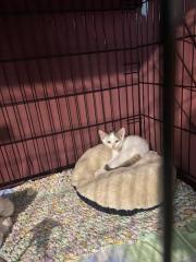 Fundtier Tier-ID 32599