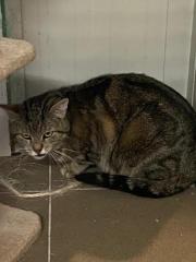 Fundtier Tier-ID 32361