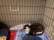 Fundtier Tier-ID 32351