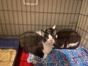 Fundtier Tier-ID 32350