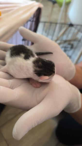 Europäische Hauskatze