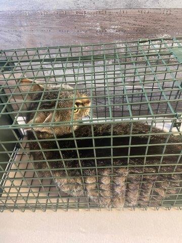 Europäische Hauskatze