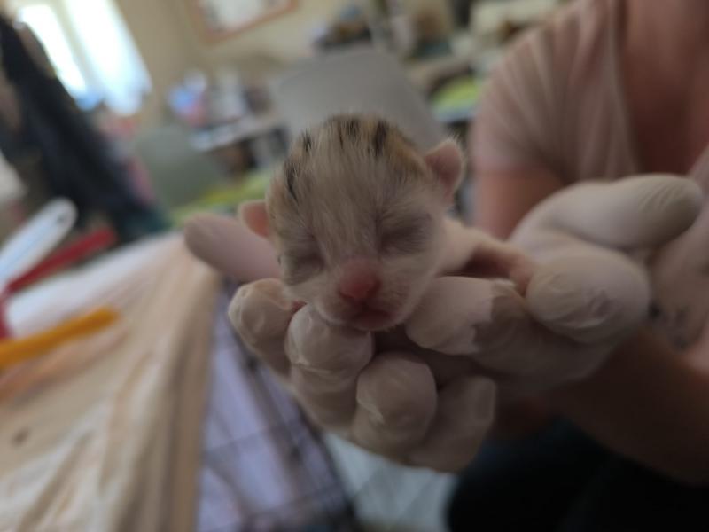 Europäische Hauskatze