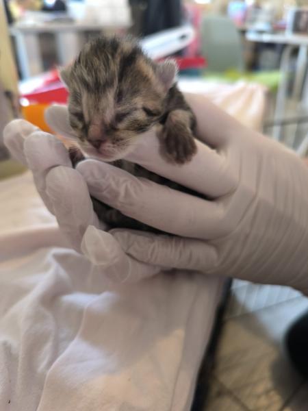 Europäische Hauskatze