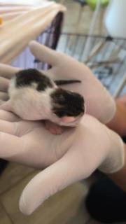 Fundtier Tier-ID 33726