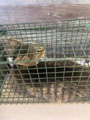 Fundtier Tier-ID 33725