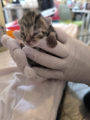 Fundtier Tier-ID 33728