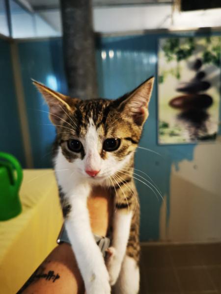 Europäische Hauskatze