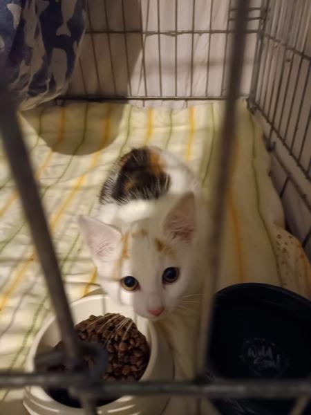 Europäische Hauskatze