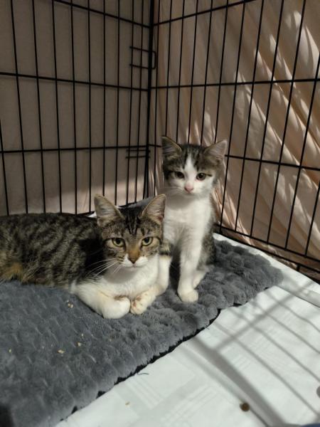 Europäische Hauskatze