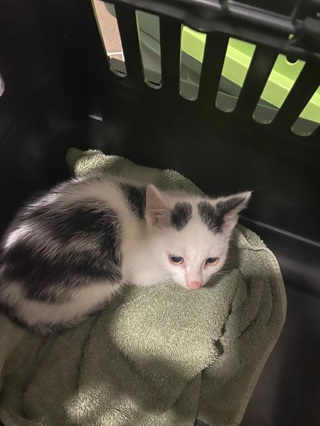 Europäische Hauskatze