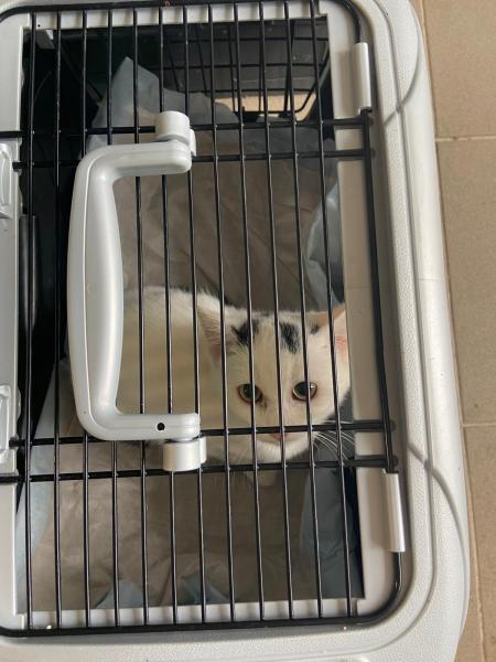 Europäische Hauskatze