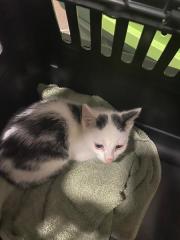 Fundtier Tier-ID 33694