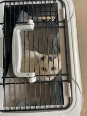 Fundtier Tier-ID 33696