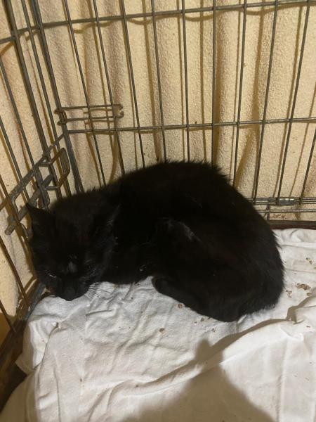 Europäische Hauskatze