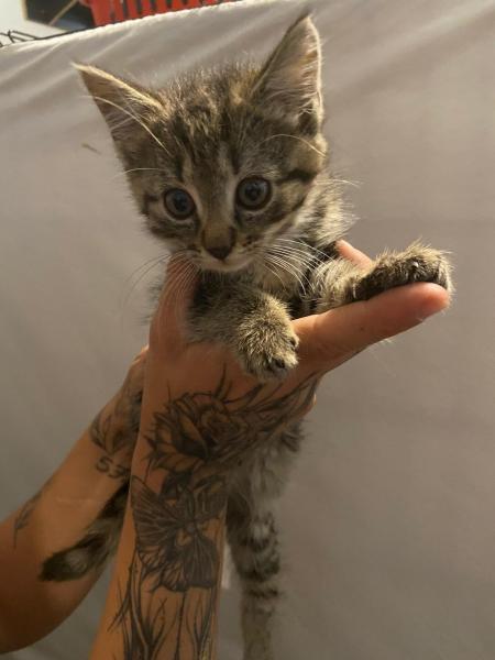 Europäische Hauskatze