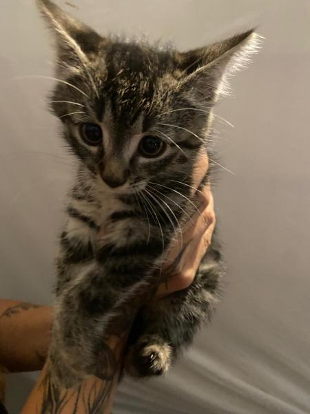 Europäische Hauskatze