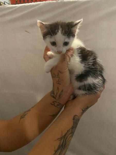 Europäische Hauskatze