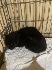 Fundtier Tier-ID 33346