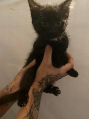 Fundtier Tier-ID 33350